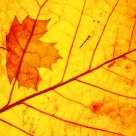 Through a leaf